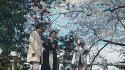 A Wish Upon the Falling Cherry Blossoms A Wish Upon the Falling Cherry Blossoms