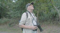 How To Watch Birds How To Watch Birds