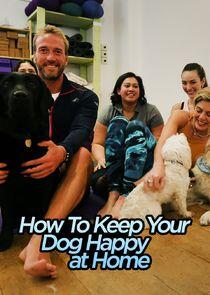 How to Keep Your Dog Happy at Home How to Keep Your Dog Happy at Home
