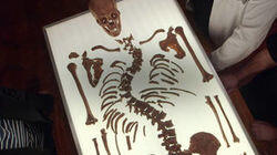 Richard III Revealed Richard III Revealed