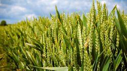 Wheat Wheat