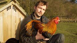 Chickens Chickens