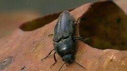 Creepy Crawlers Everywhere Creepy Crawlers Everywhere