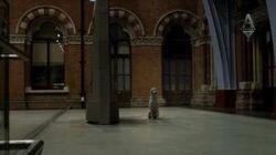 Dog Alone