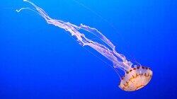 Jellyfish Invasion Jellyfish Invasion