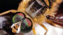Attack of the Killer Bees Attack of the Killer Bees