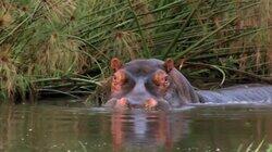Ultimate Hippo Ultimate Hippo