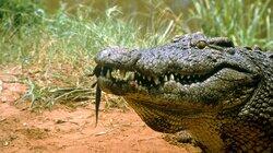 Ultimate Crocodile Ultimate Crocodile