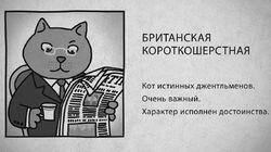 10 Британская короткошерстная кошка