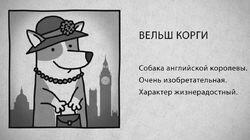 09 Вельш корги