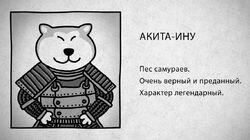 03 Акита-ину 03 Акита-ину