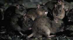 Infestation Infestation