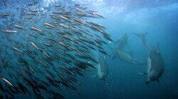 Life in the Food Chain Life in the Food Chain