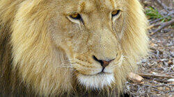 Africa's Big Five Africa's Big Five