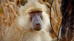 Zambia's Peaceful Primates Zambia's Peaceful Primates