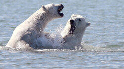 Bears vs. Belugas Bears vs. Belugas