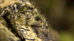 Spiders Spiders
