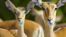 Springbok & Impala: Life in the Herd Springbok & Impala: Life in the Herd