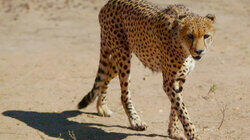 Kgalagadi Transfrontier Park Kgalagadi Transfrontier Park