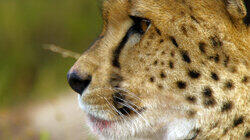 Africa's Big Cats Africa's Big Cats