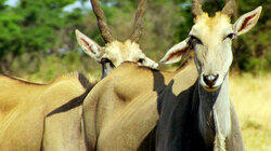 Savanna Life Savanna Life