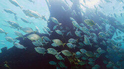 Florida Keys Shipwreck Trail Florida Keys Shipwreck Trail