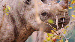 Mission Black Rhino Mission Black Rhino
