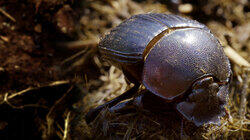 Dung Beetle: Nature's Recycler Dung Beetle: Nature's Recycler