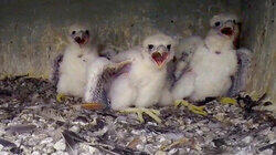 Helping Out Endangered Species Helping Out Endangered Species