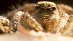 The Wild Web The Wild Web