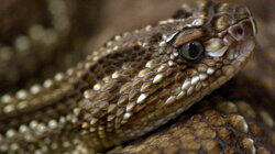 Cold-Blooded Killers Cold-Blooded Killers