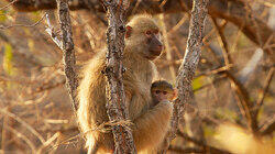 The Mating Game The Mating Game