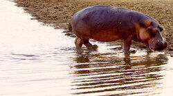 Hippo River Hippo River