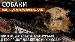Собаки Собаки