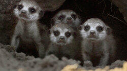 Meet the Meerkats Meet the Meerkats