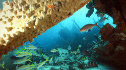 Bonaire Bonaire