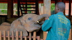 Elephant Rescue Elephant Rescue