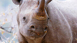 Operation Rhino Operation Rhino