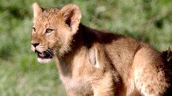 Pint-Sized Predators Pint-Sized Predators