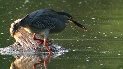 Wet & Wild: Around the Water Hole! Wet & Wild: Around the Water Hole!