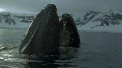 Frozen Seas Frozen Seas