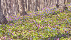 Mt. Tossho Mt. Tossho