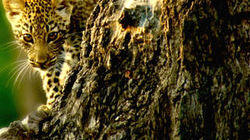 Sausage Tree Sausage Tree