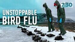 Unstoppable Bird Flu Unstoppable Bird Flu