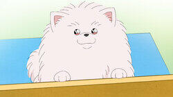 Next Conan's Hint: 'Furball' Next Conan's Hint: 'Furball'
