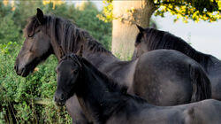 Foal O'Clock Foal O'Clock