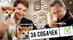 Депутат Владимир Бурматов: собачьи бои и 'зелёные' законы Депутат Владимир Бурматов: собачьи бои и 'зелёные' законы