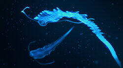 Sasquatch Sounds & Undersea Alien Sasquatch Sounds & Undersea Alien