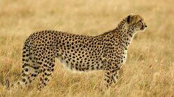 Grasslands: In Plain Sight Grasslands: In Plain Sight