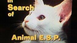 Animal ESP Animal ESP